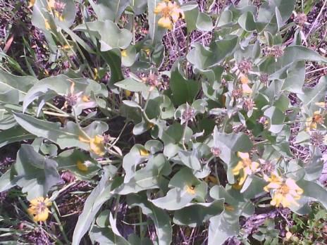 arrowleaf balsamroot regular